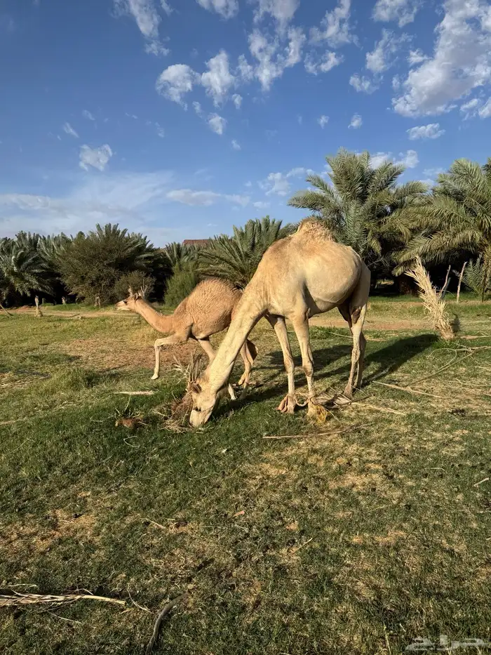 للبيع ناقه خلفه 1