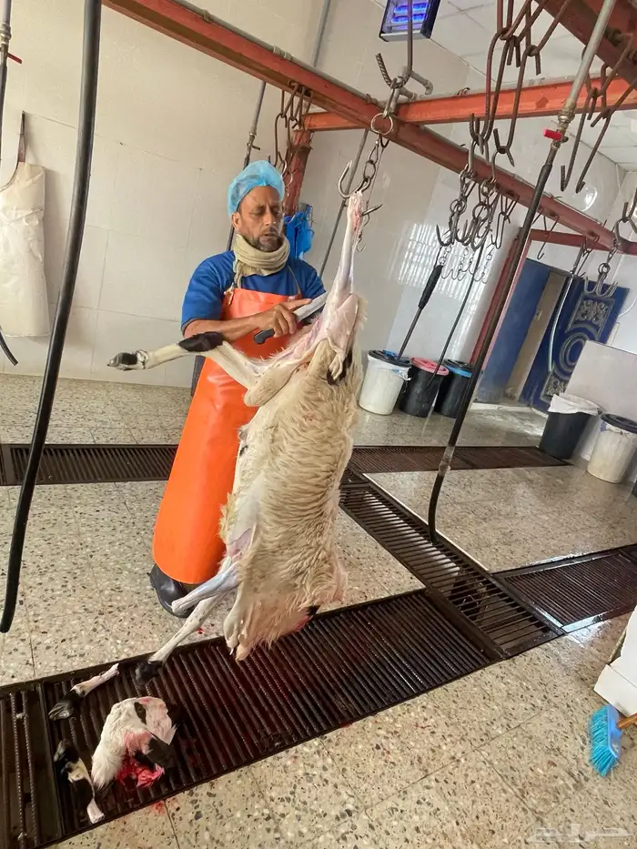 بادر بحجز اضيحتك باسعار منافسه 4