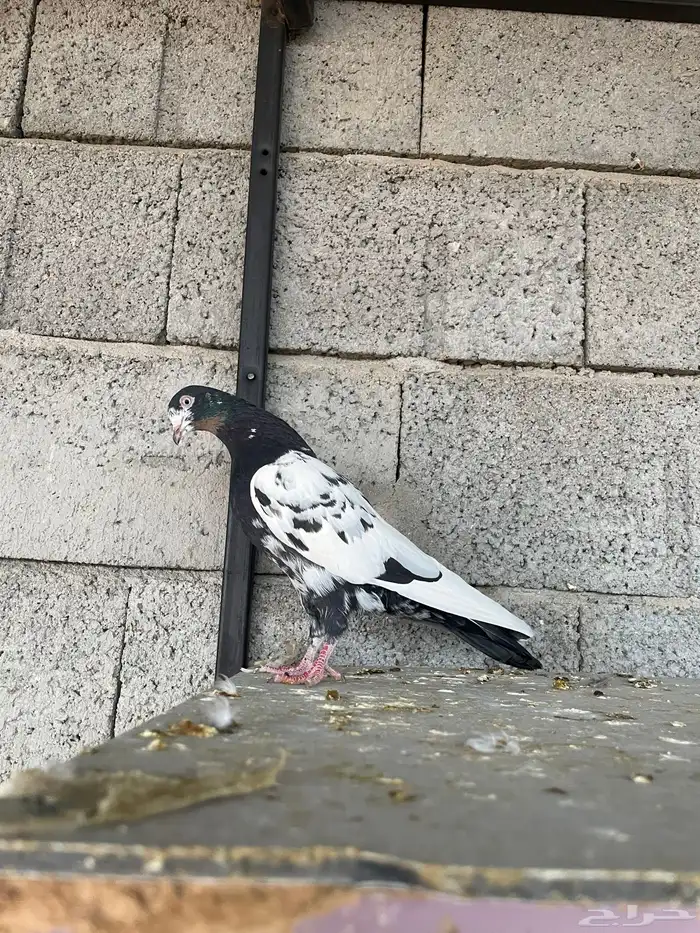 ذكر رام بوري ( تم البيع ) 1