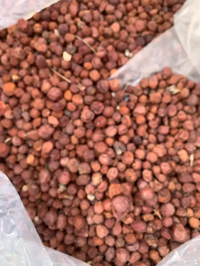 بذور سدر بلدي 2