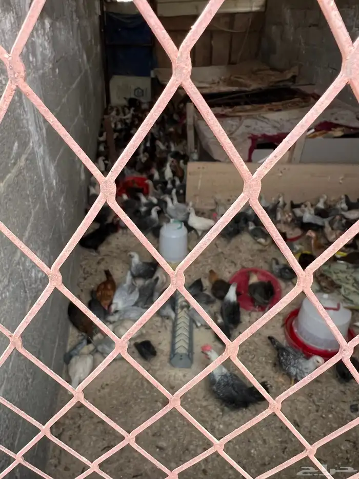 دجاج ثلاث انواع فيومي واللمنيوم وبلدي 1