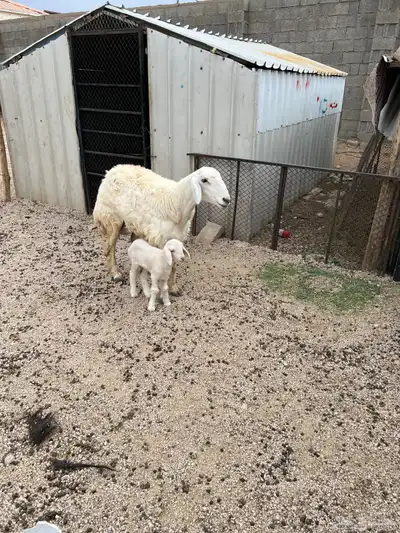 نعجه خلفه تحتها رخل جذعه. تم البيع. تم البيع 0