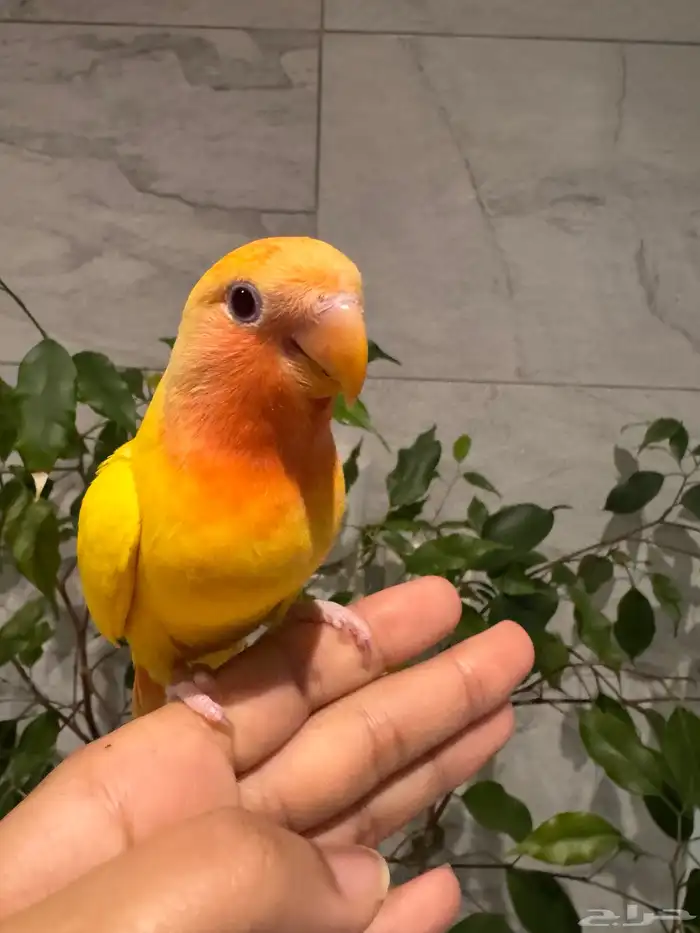 فرخ روز لاتينو. رد اوبلاين اليف نهاية غر تم البيع 2