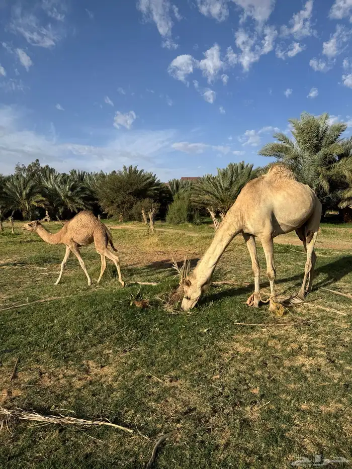 للبيع ناقه خلفه 2