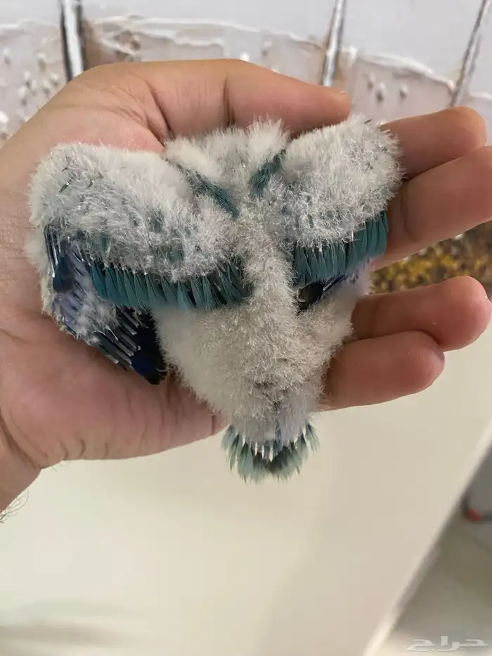 فرخ كويكر غر ( تم البيع ) 4