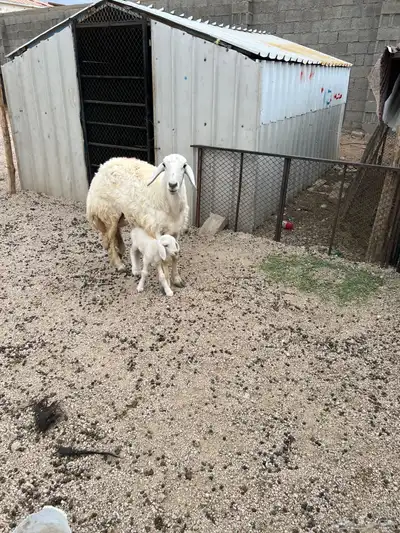 نعجه خلفه تحتها رخل جذعه. تم البيع. تم البيع 1