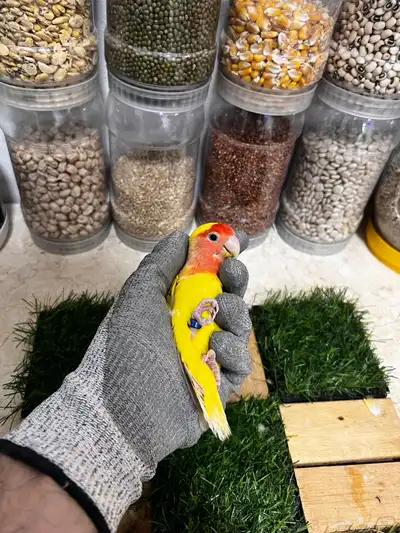 زوج روز محلل للانتاج 3