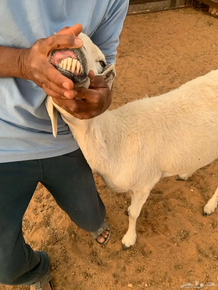 شاه حريه طيبه 3