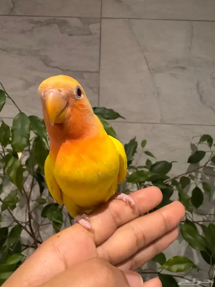 فرخ روز لاتينو. رد اوبلاين اليف نهاية غر تم البيع 1