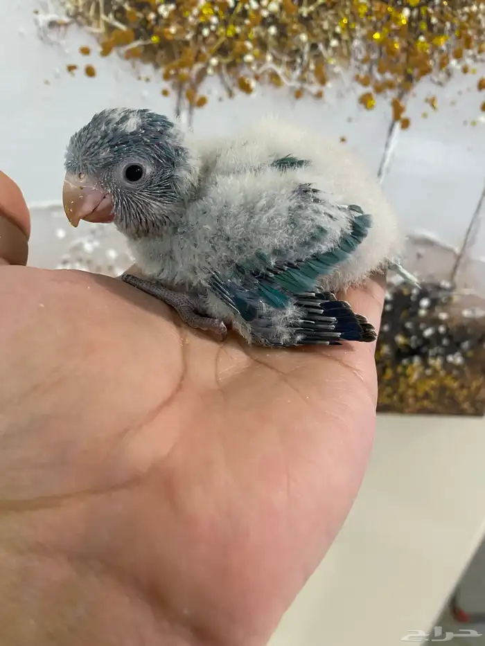 فرخ كويكر غر ( تم البيع ) 0