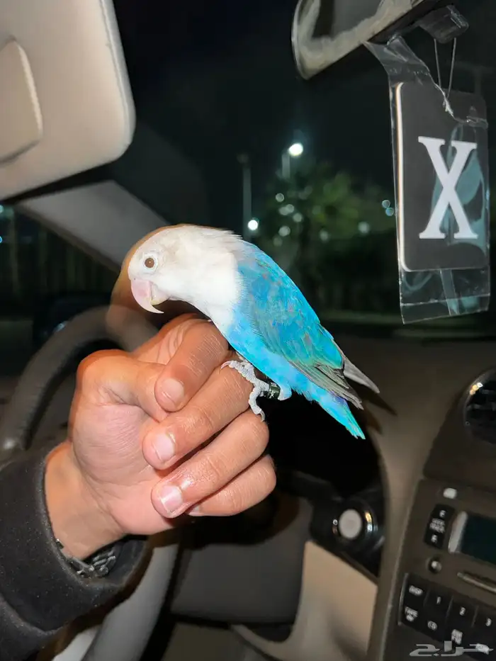 (تم البيع). 4