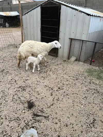نعجه خلفه تحتها رخل جذعه. تم البيع. تم البيع 2