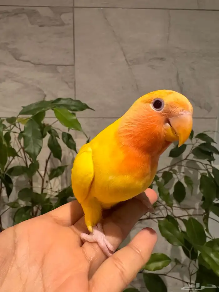 فرخ روز لاتينو. رد اوبلاين اليف نهاية غر تم البيع 3