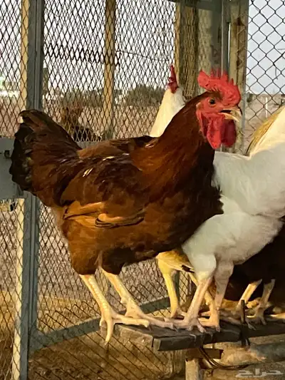 ديوك ودجاج لوهمان ابيض كلاسيك وبراون 1