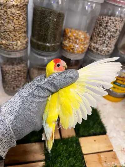 زوج روز محلل للانتاج 6