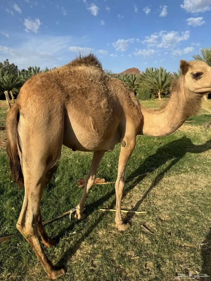 للبيع ناقه خلفه 4