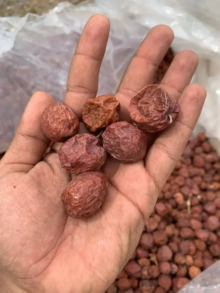 بذور سدر بلدي 1