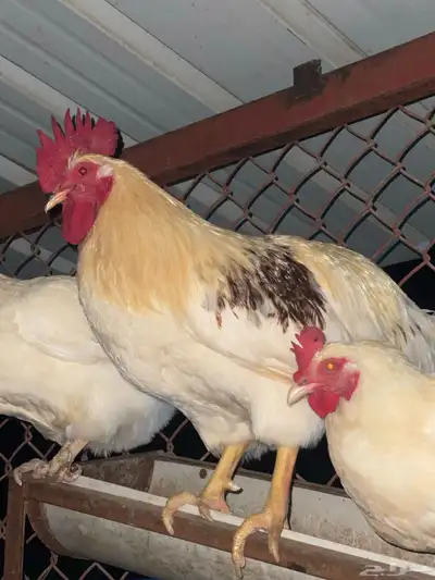 ديوك ودجاج لوهمان ابيض كلاسيك وبراون 2
