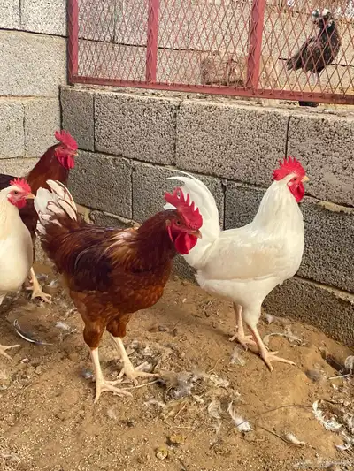 ديوك ودجاج لوهمان ابيض كلاسيك وبراون 3