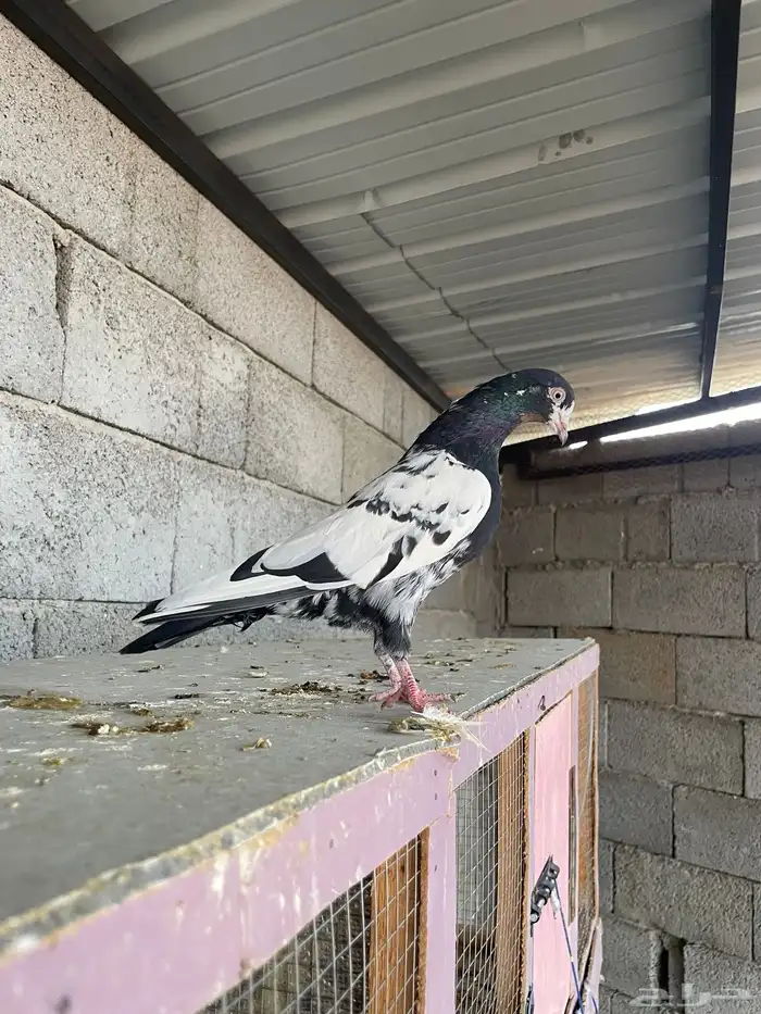 ذكر رام بوري ( تم البيع ) 0