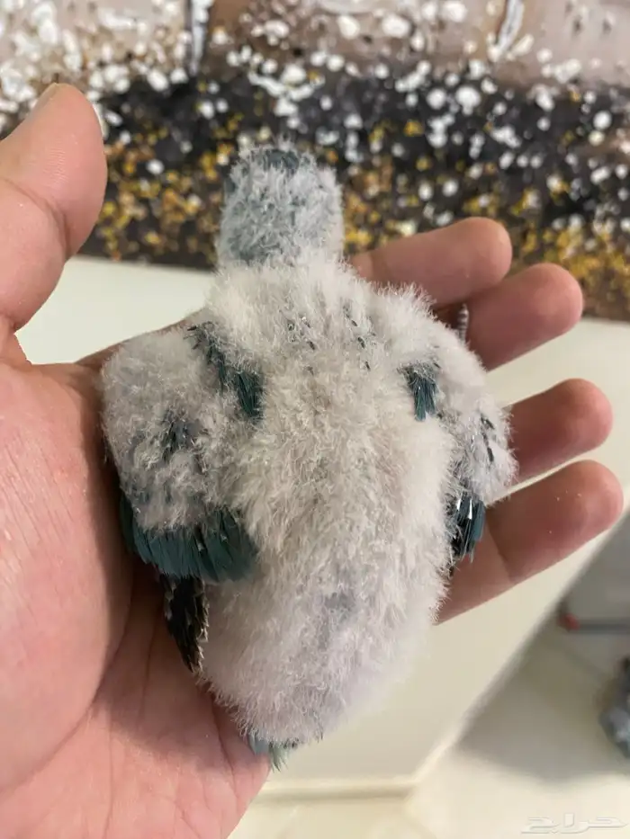 فرخ كويكر غر ( تم البيع ) 3