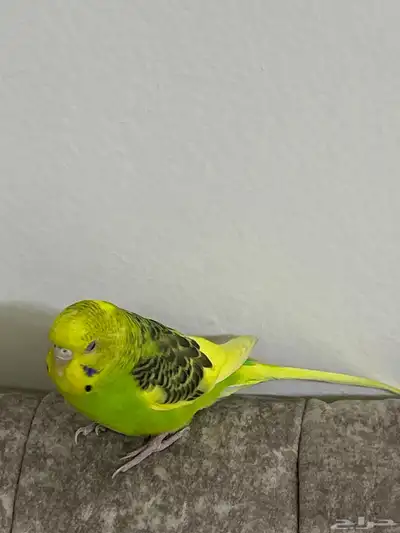 طير باجي 1