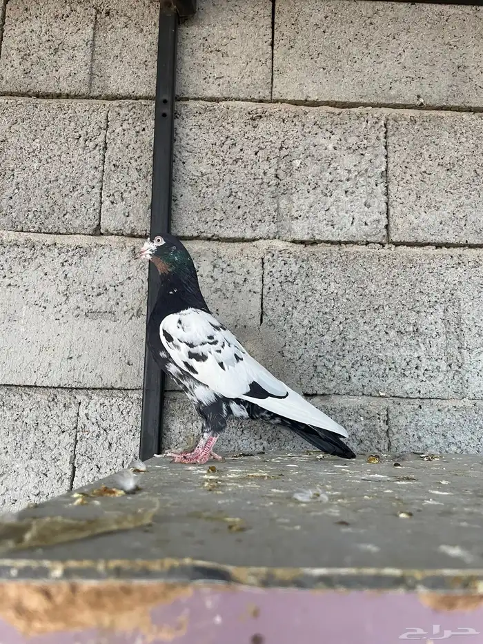 ذكر رام بوري ( تم البيع ) 2