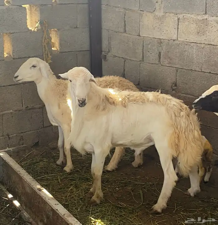 خروف فحل فاخر تم البيع 5