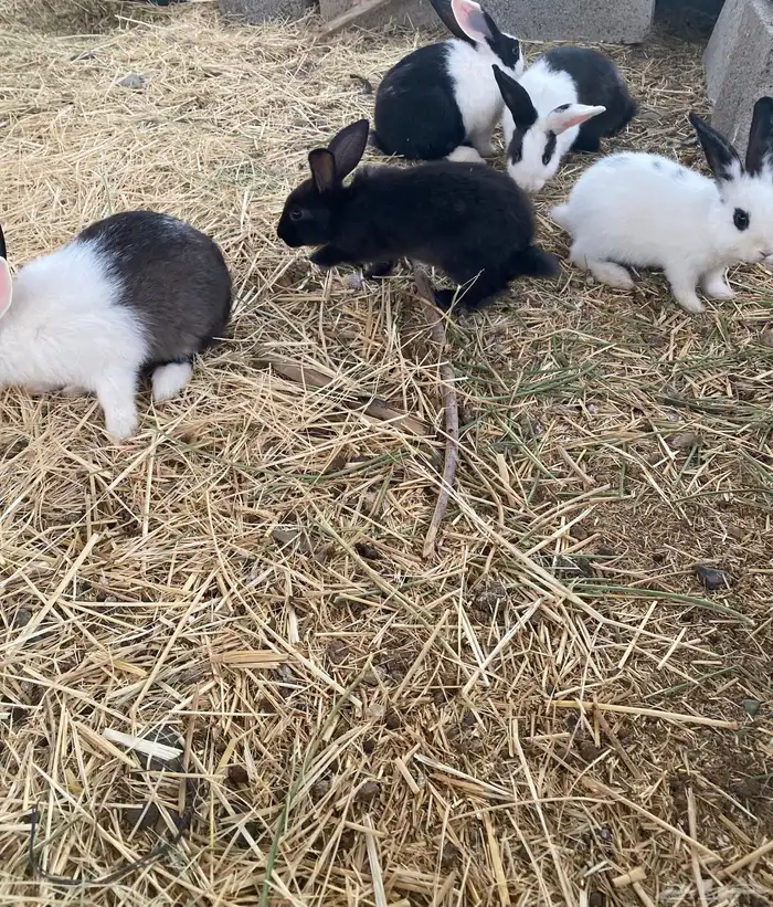 للبيع ارنب 1