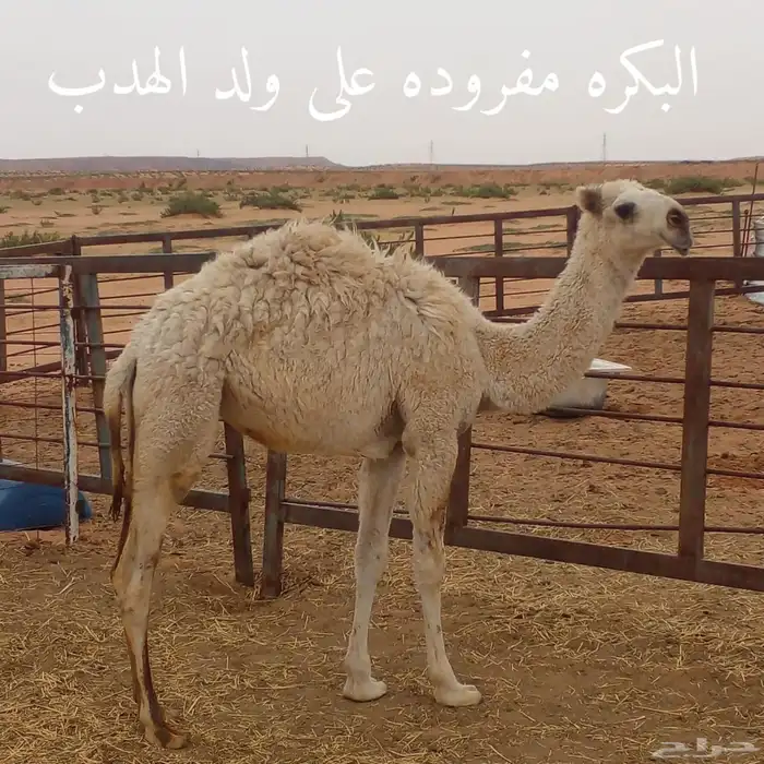 بكره للبيع على ولد الهدب مفروده 0