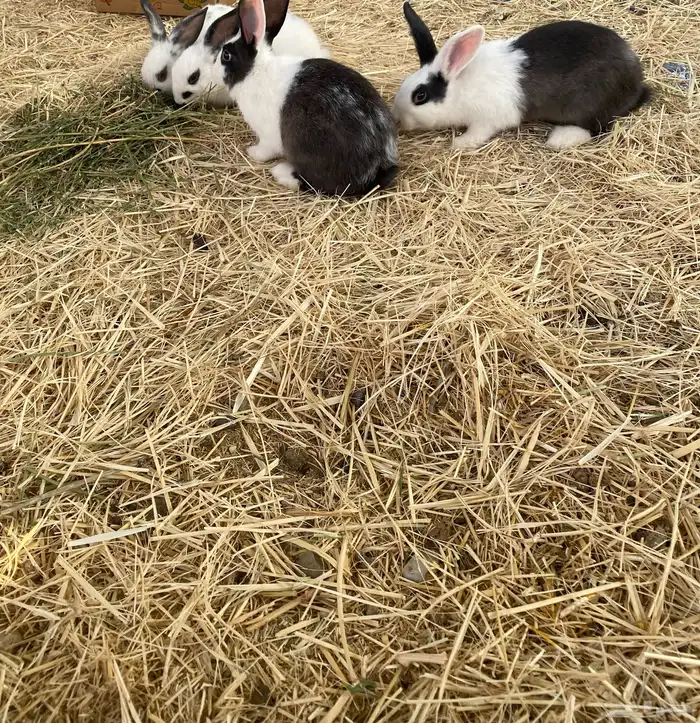 للبيع ارنب 0
