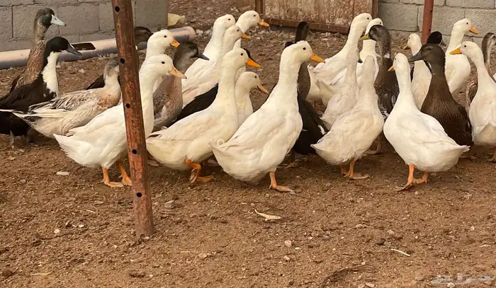 بط مشروك 2
