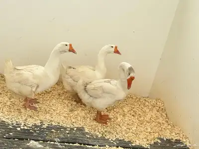 حده ذهبان 0