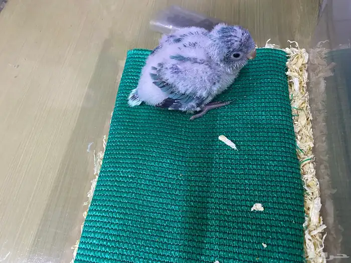 فرخ كويكر غر ( تم البيع ) 5