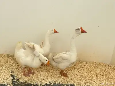 حده ذهبان 4