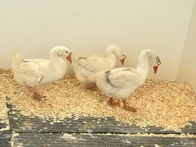 حده ذهبان 1