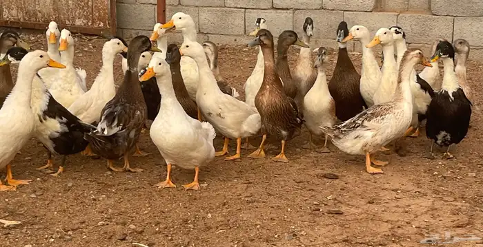 بط مشروك 1