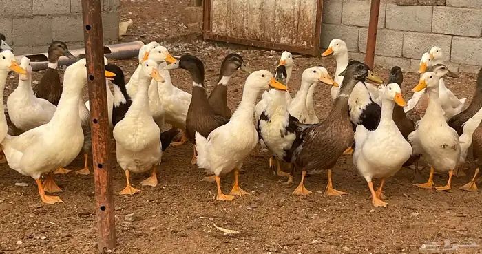 بط مشروك 5