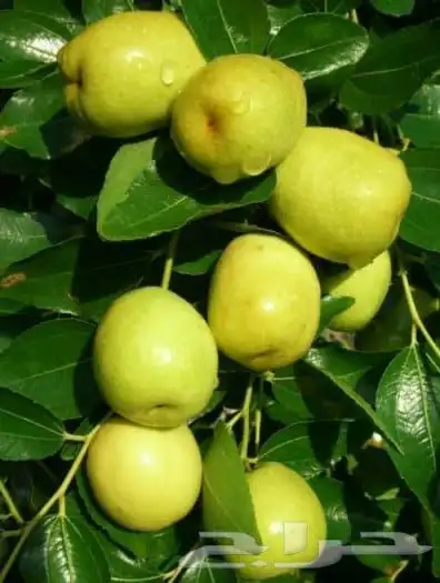 تطعيم سدر صيني تفاحي حمضيات او اي شجر 0