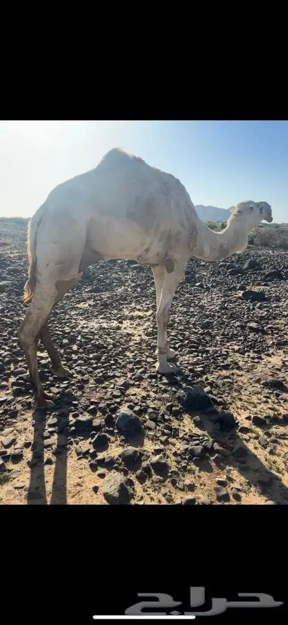 مكه المكرمه 1