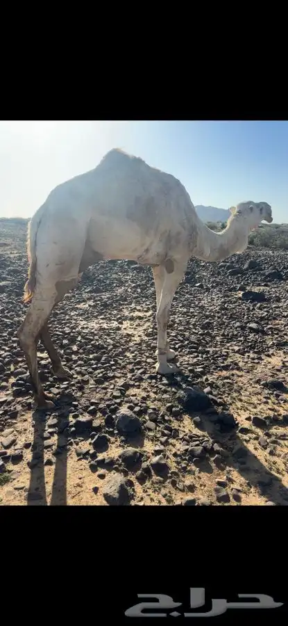 مكه المكرمه 0