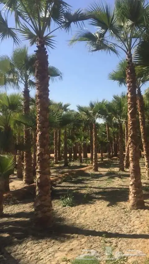 نخل واشنطن زينه للبيع 2