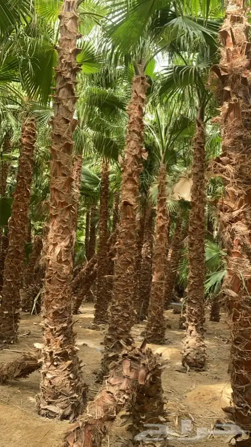 نخل واشنطن زينه للبيع 6