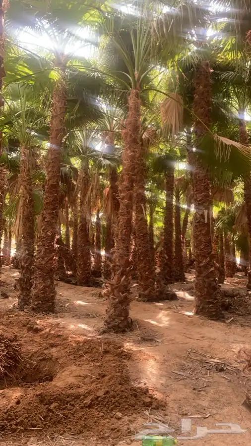 نخل واشنطن زينه للبيع 5