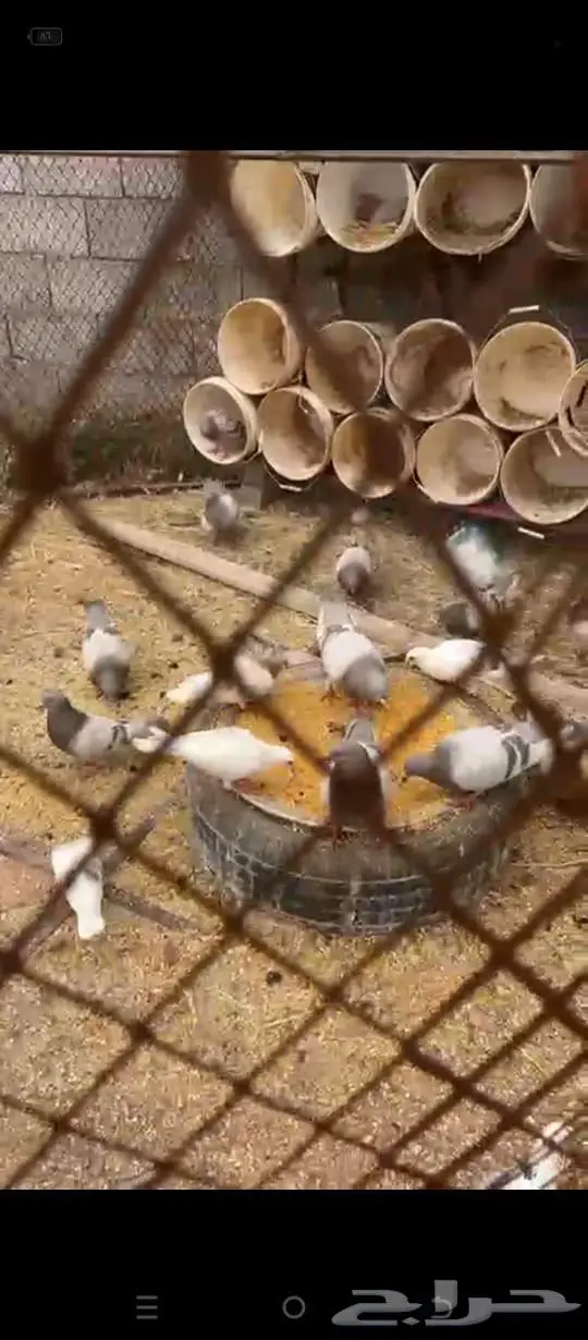 حمام سلفر ومشكل احجام كبيرة 0