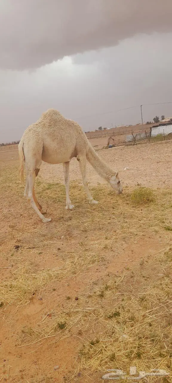 بكره وقعودللبيع 0