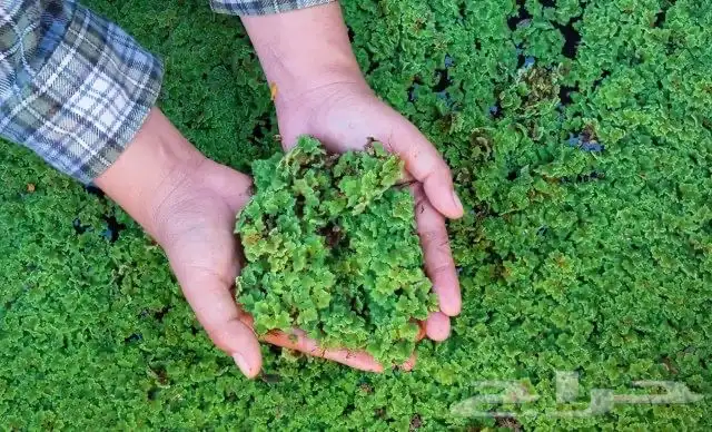 نبات ازولا للدجاج والطيور والبط والاغنام 1