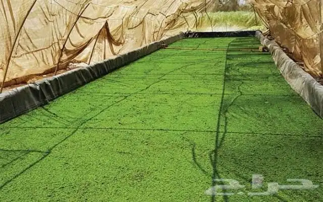 نبات ازولا للدجاج والطيور والبط والاغنام 0