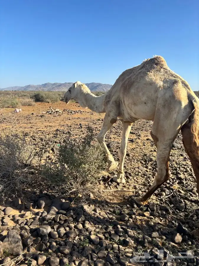 مكه المكرمه 3