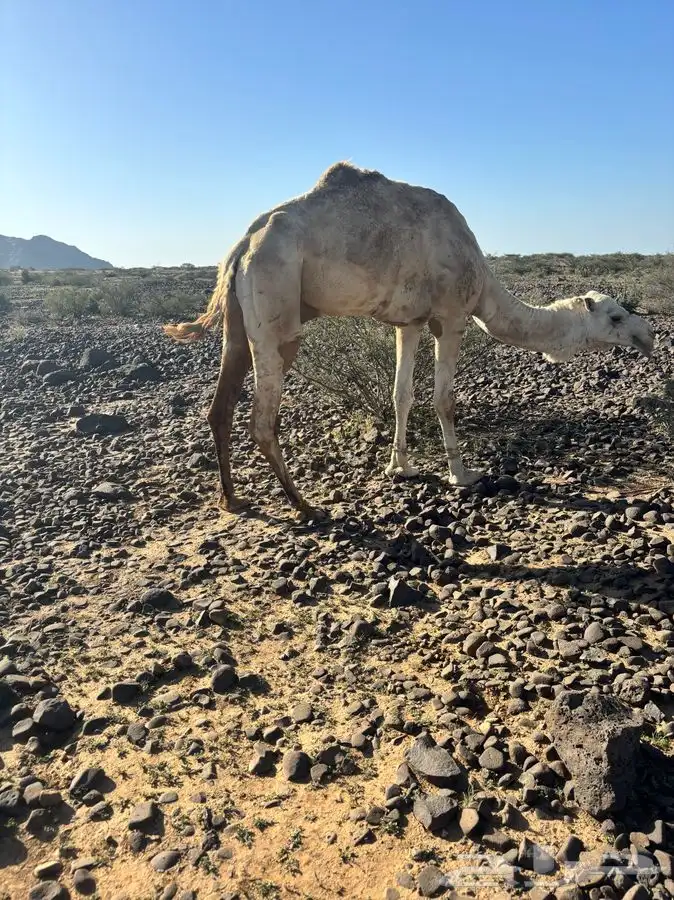 مكه المكرمه 5